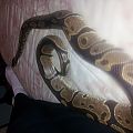 Reaper my Ball Python