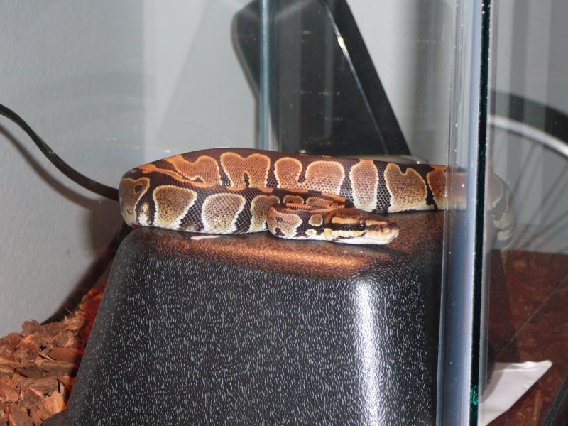 AndyC's Snake