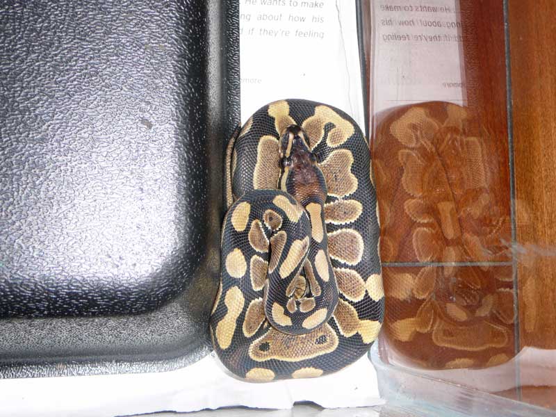 AndyC's Snake
