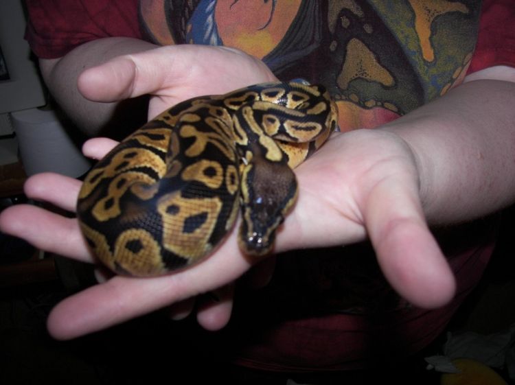 Kohji first pics