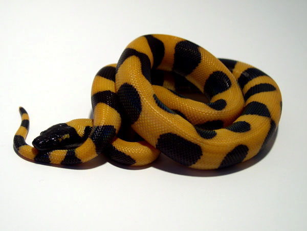 08 Ringed Python (bothrochilus Boa)