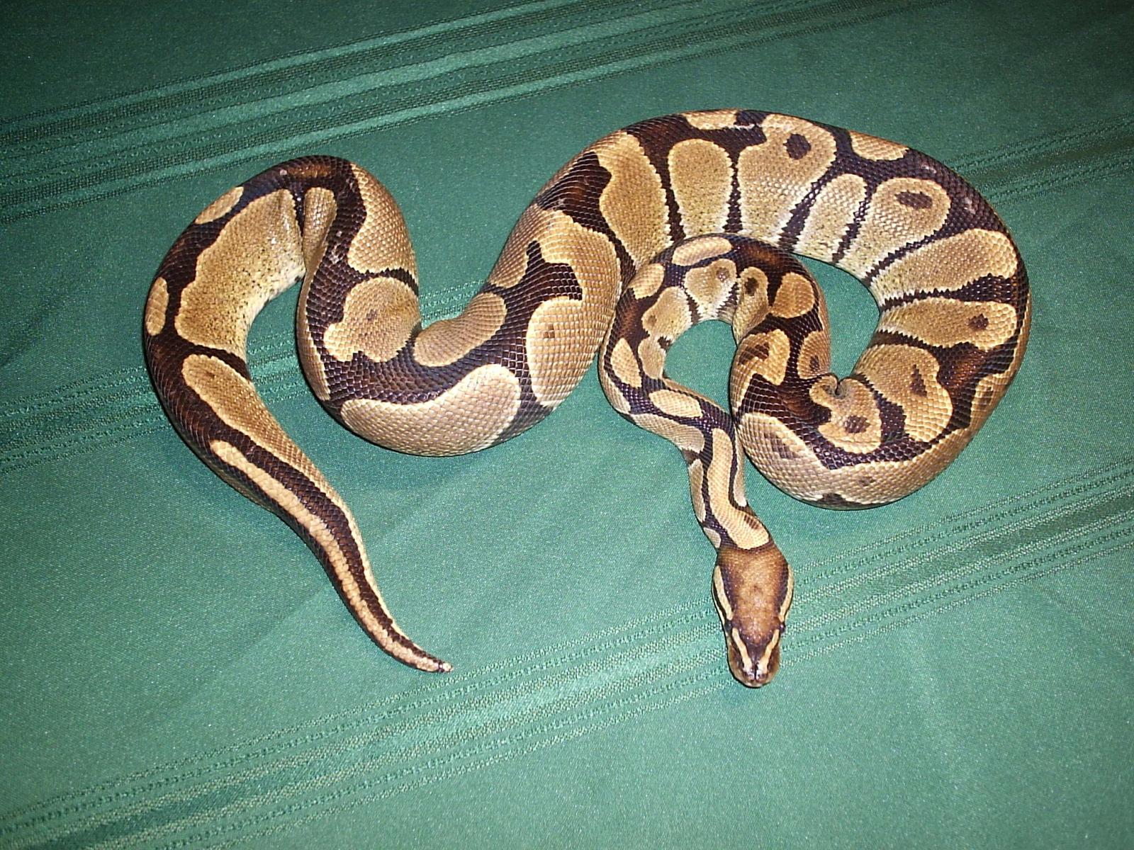 Lucy