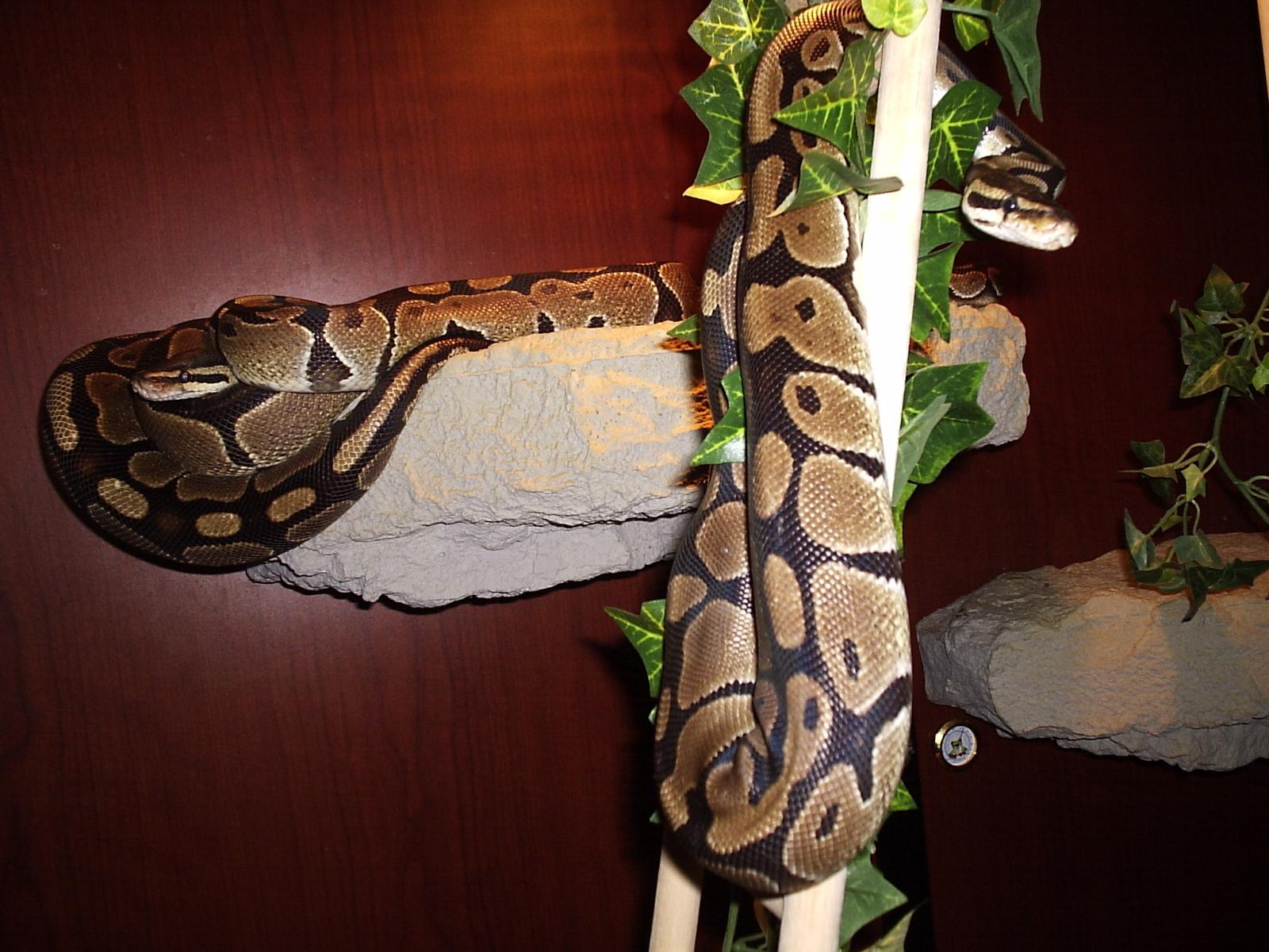 precious showing off for Lucy