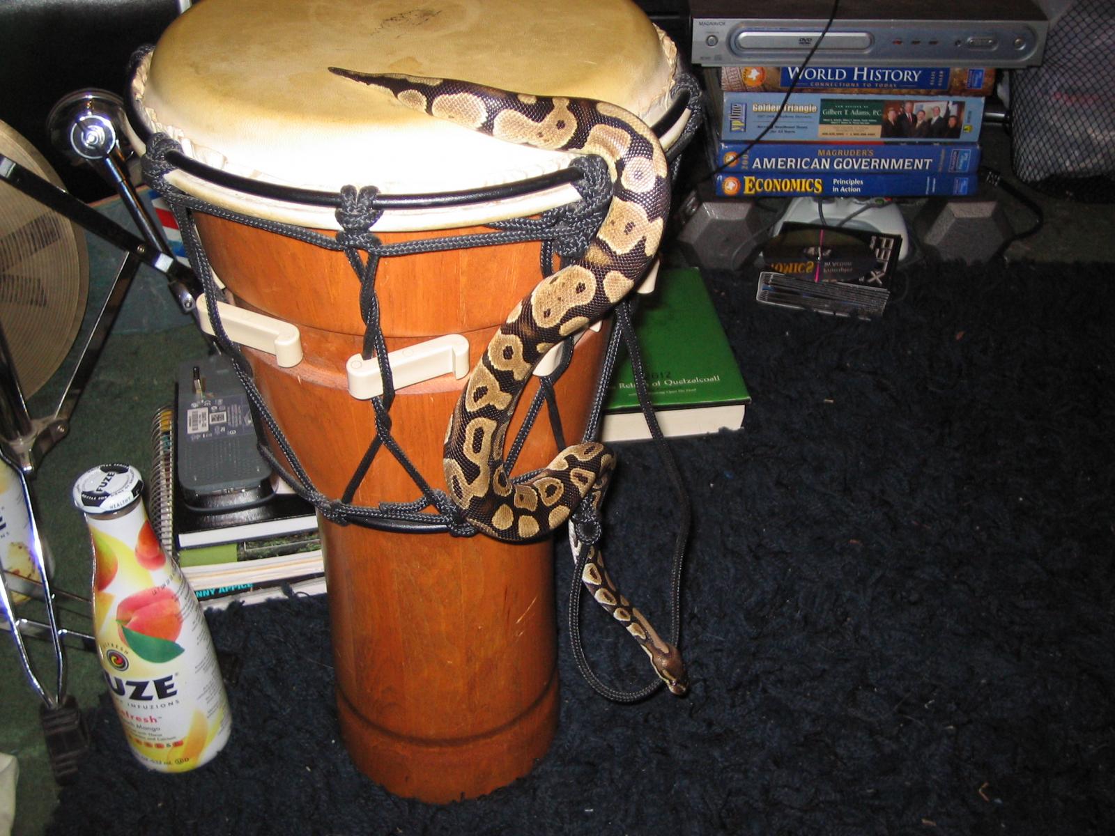 bongo