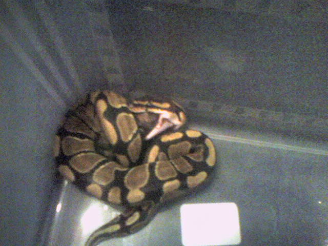 feeding time 2