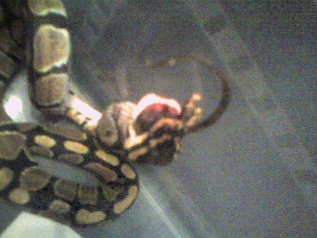 feeding time 3
