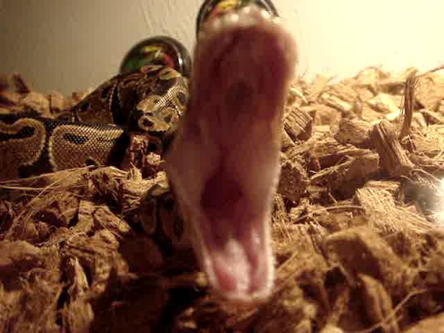 Yawn