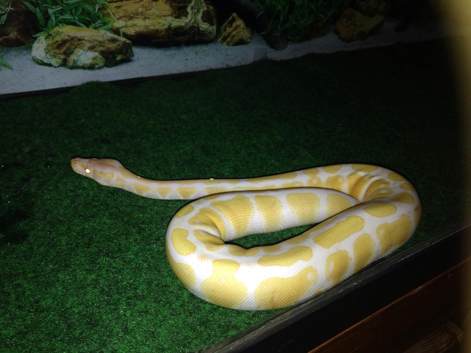 My Herps