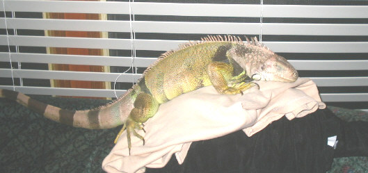 My Reptiles