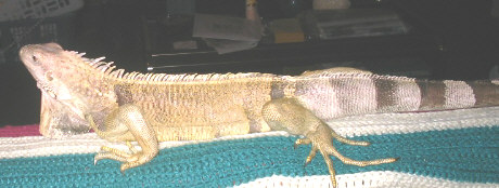 My Reptiles