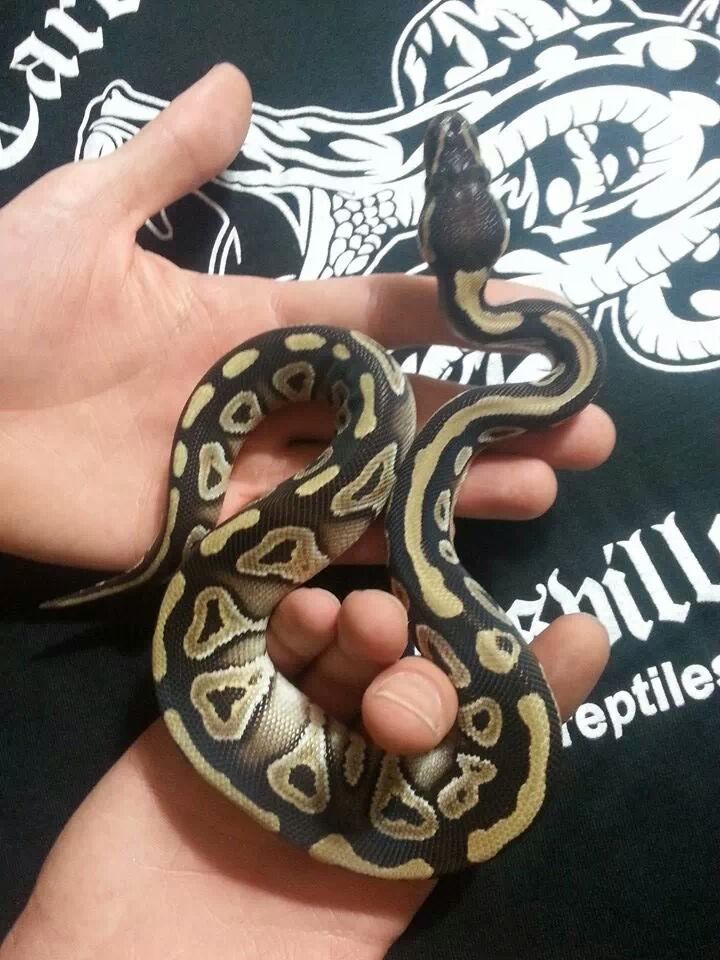 male mojave