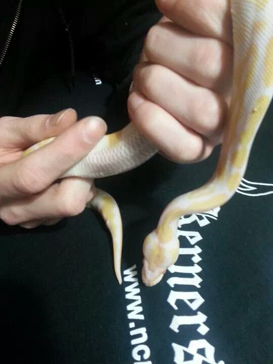 male albino