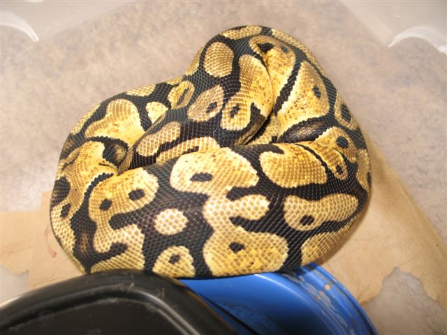 Graziani Pastel Female-getting Bigger