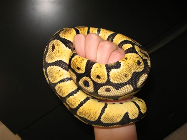 Graziani Pastel Female-getting Bigger