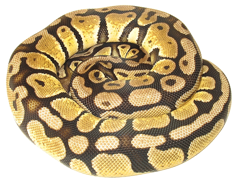 Graziani Pastel Female: Near Adult