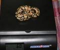 Graziani Pastel Female Starting As A Young Hatchling