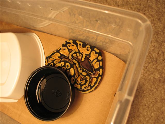 Graziani Pastel Female Starting As A Young Hatchling