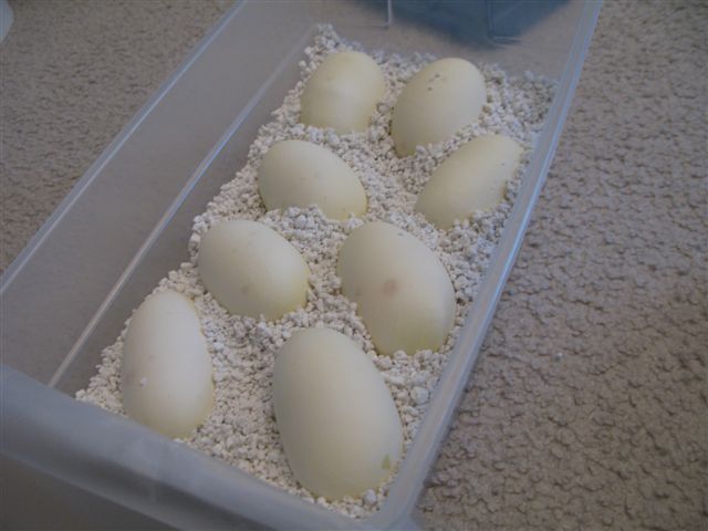 First Clutch Of 2010 - Spog X Nf3