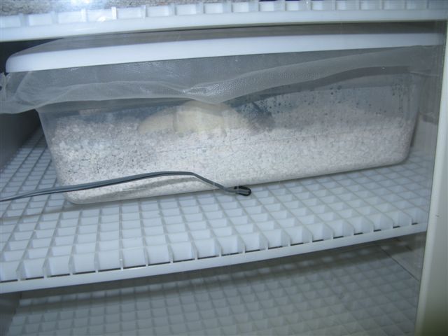 09clutch1 - Nf1 - Egg Box In Incubator