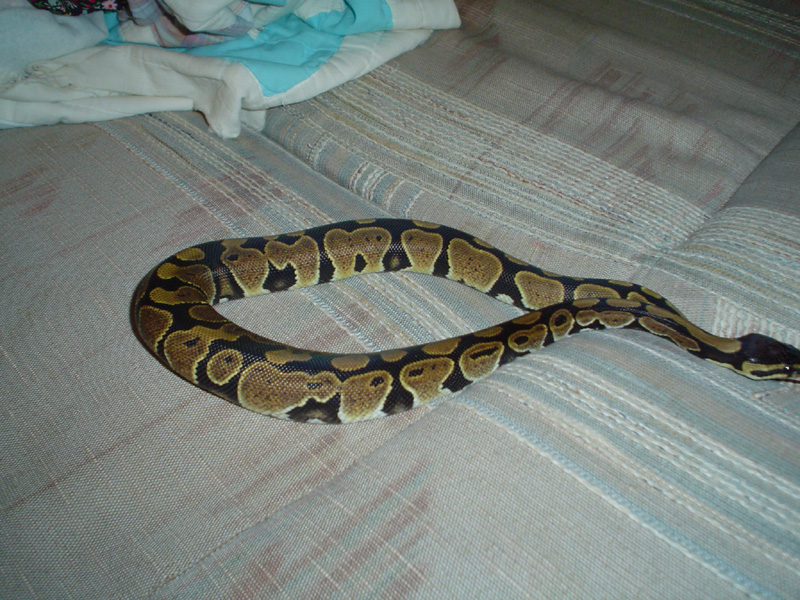 sideshot2