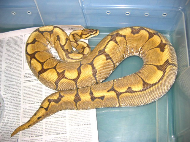 2005SpiderXOrangeHypoOvulation