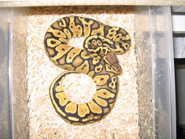 2006HetBlueHypo