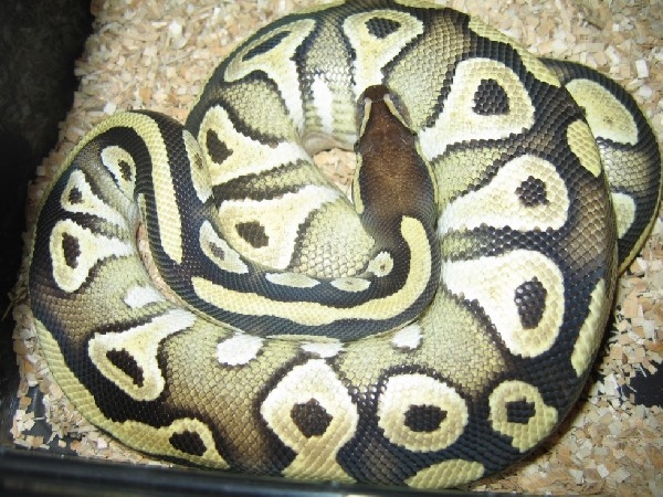 2005Mojave