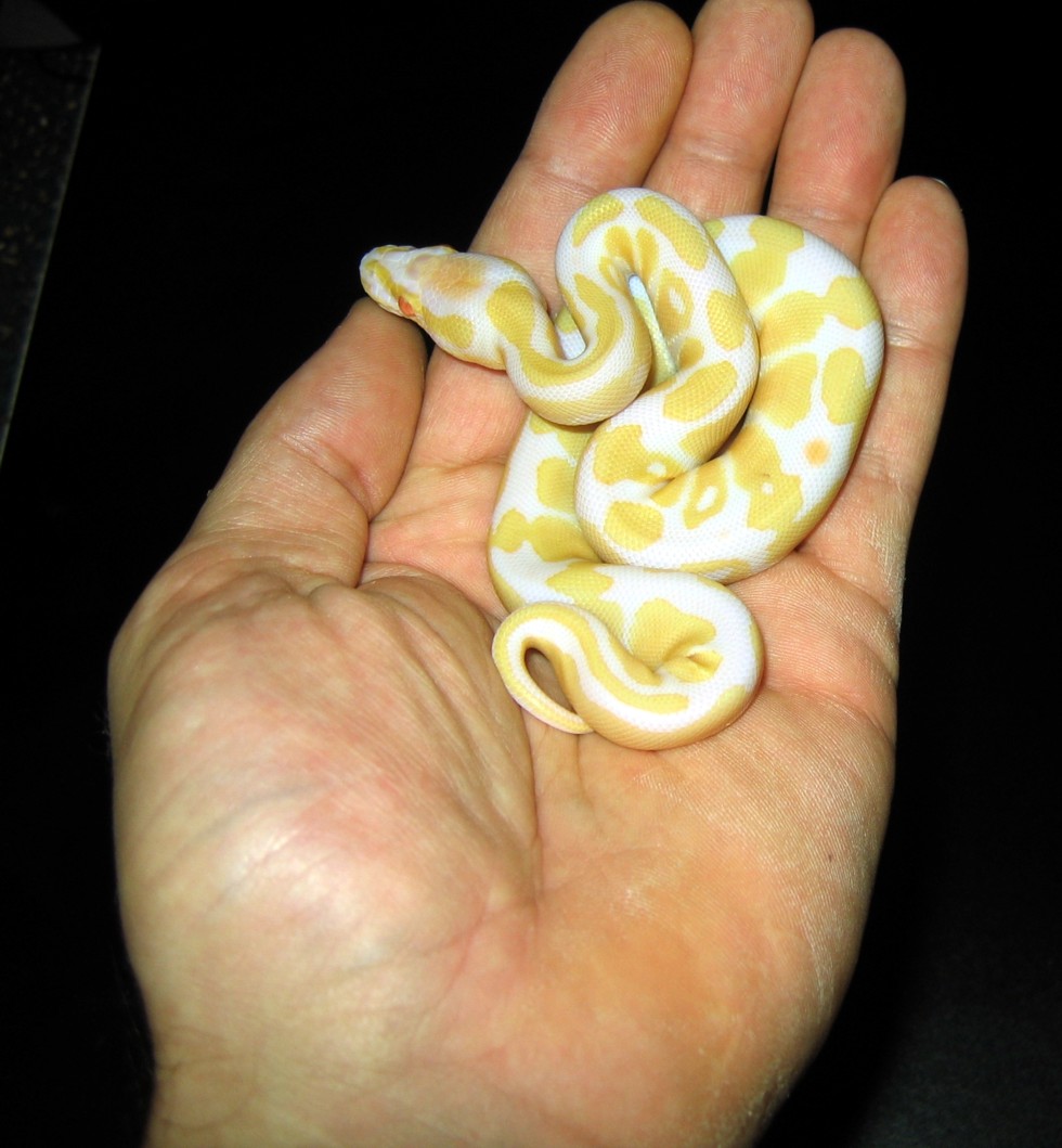 Albino12Male