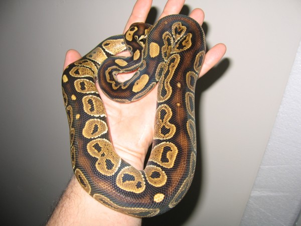 BrownStripeOntarioConstrictorDesigneLine