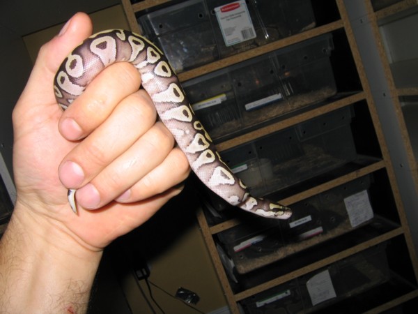 HatchlingMojaveF1