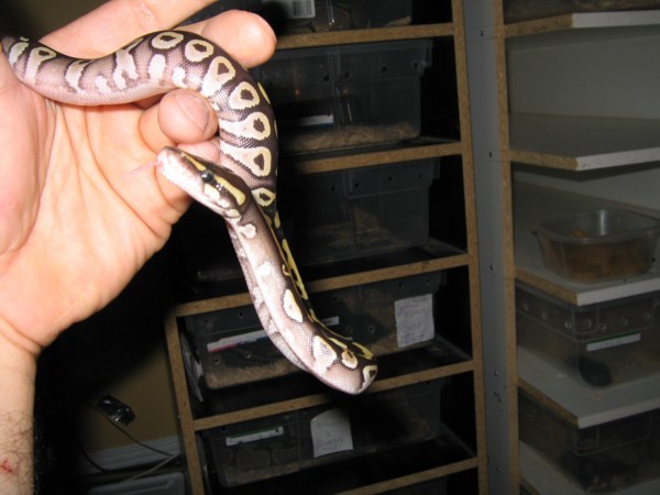 MojaveFemale3