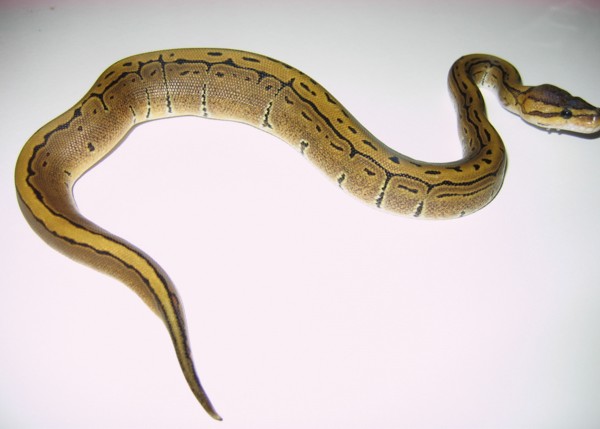 Pinfemale