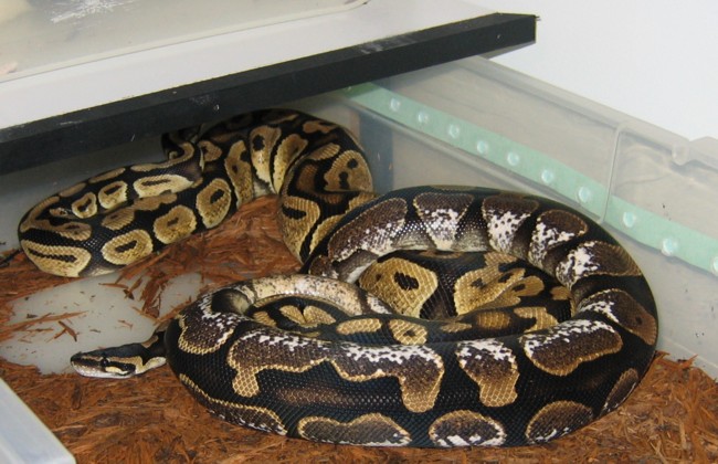 SugarXPastel Het Hypo