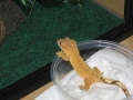 crestie 06