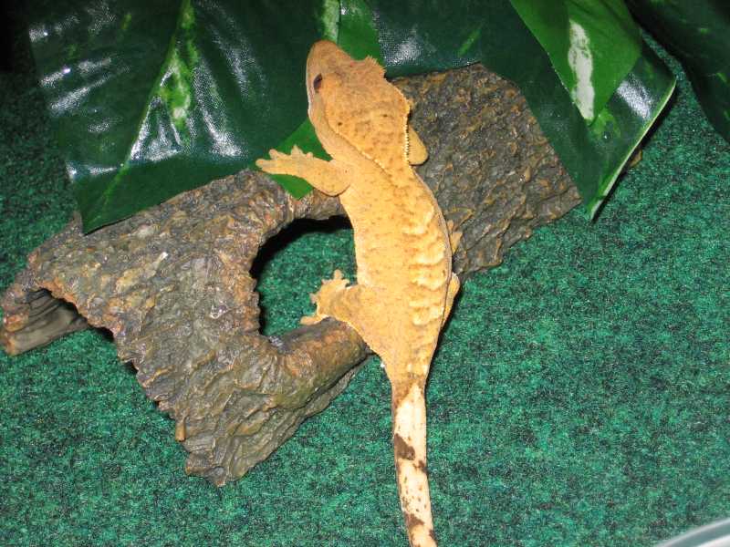 crestie 07