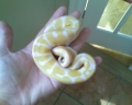 albino2