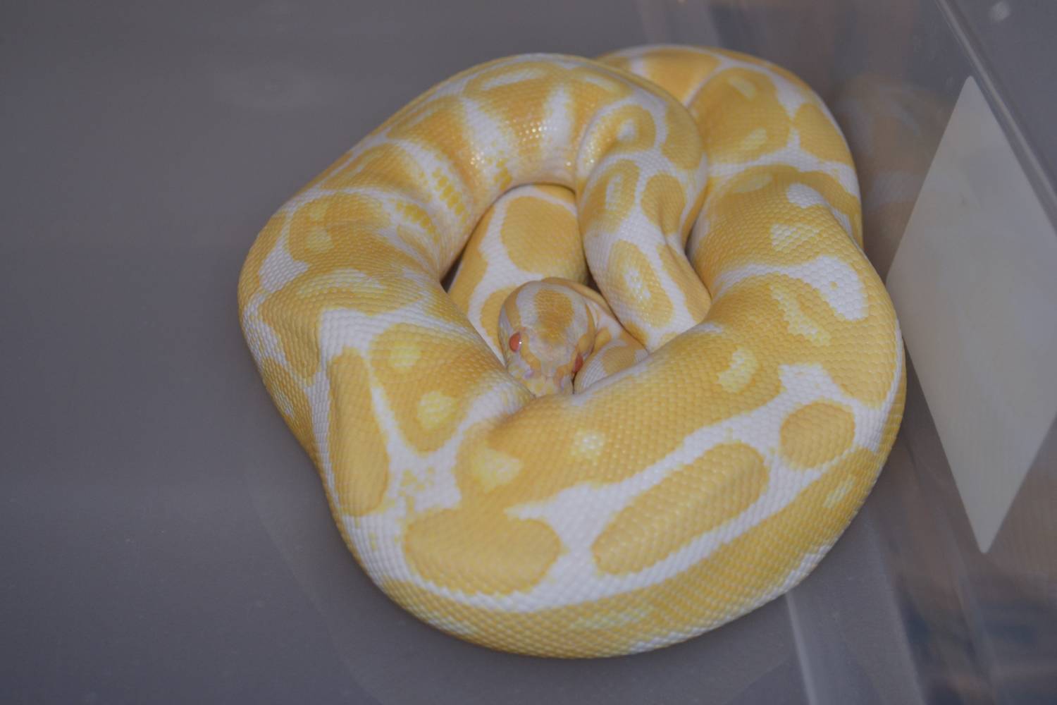 Bighill Reptiles
