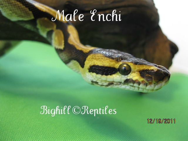 male enchi