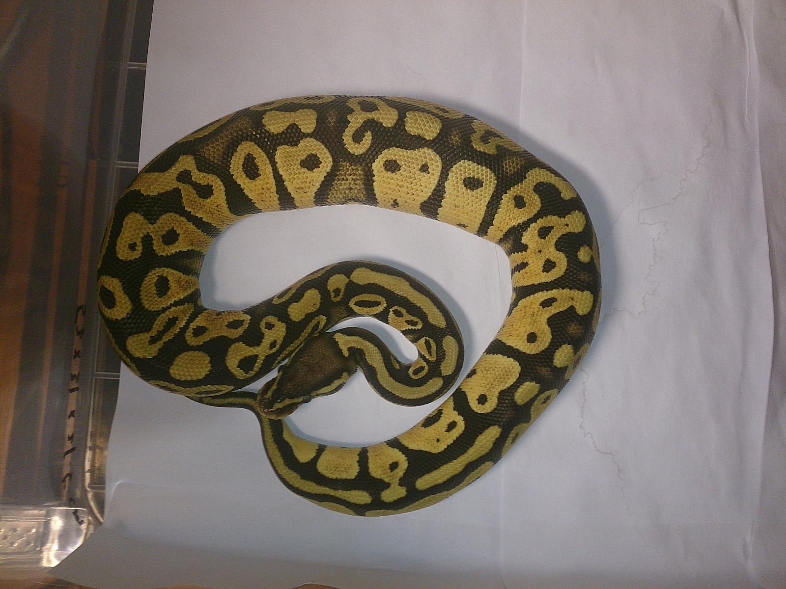 pastel ball