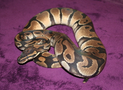 1Diego normal