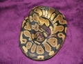 1dusty het pied