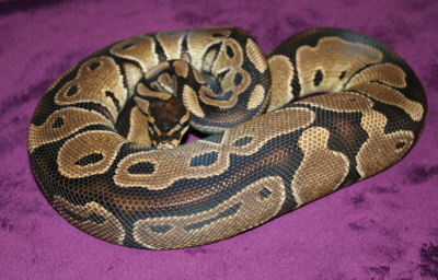 1mufasa het albino