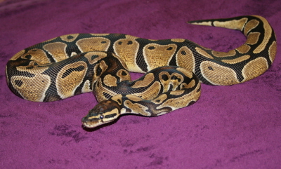1sarabi het albino
