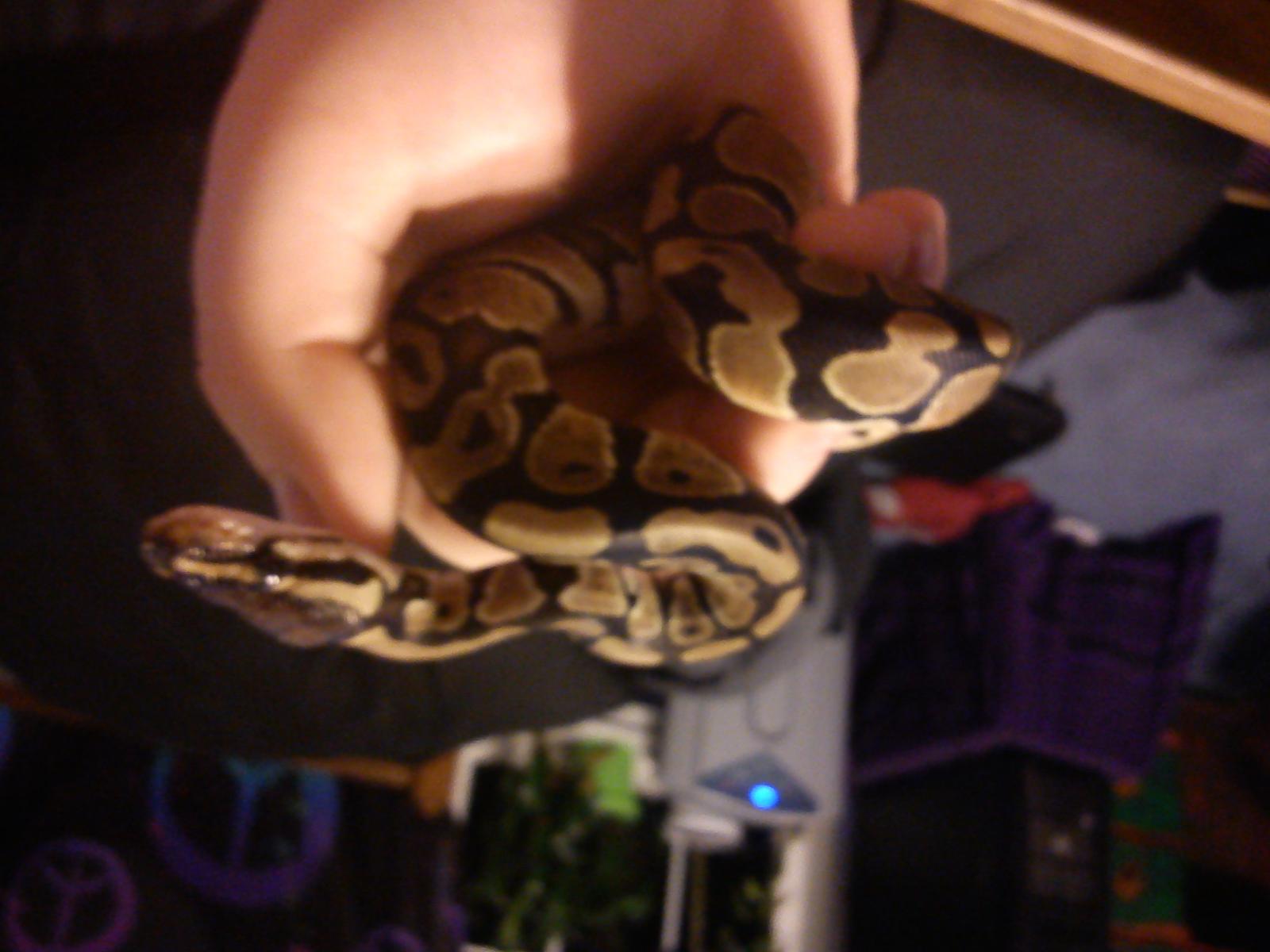 Basil