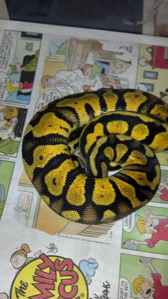 Pastel