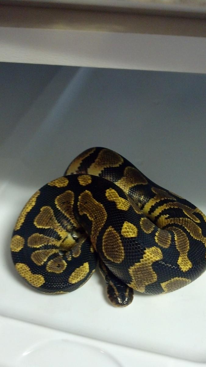 Yellow Belly
