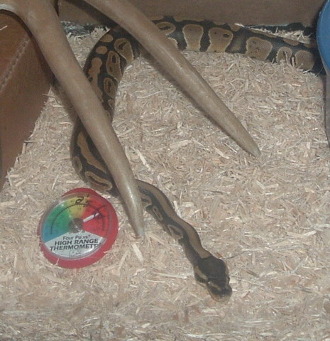 Pictures of my Snake