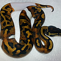 ball python