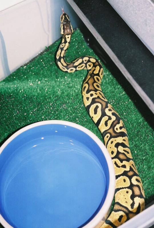Ward lounging in his bin 1