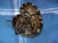Charlie